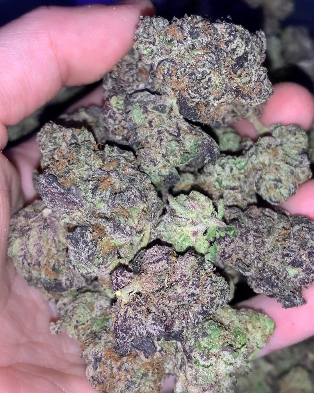 Where to Buy Bud Online Australia
