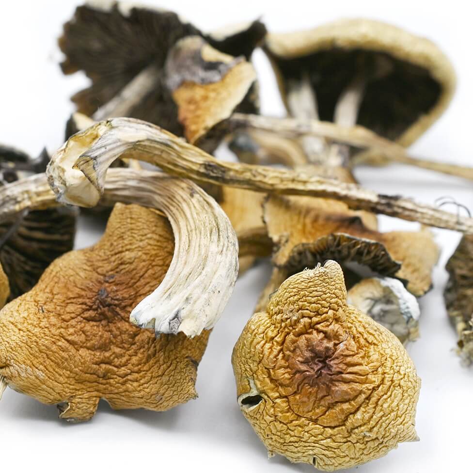 Golden Teacher